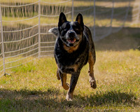 FastCat Woodland Sept 25-6759