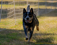 FastCat Woodland Sept 25-6762