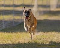 Fast Cat Woodland Sept 25-8019