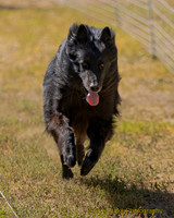 Fast Cat Woodland Sept 25-9145