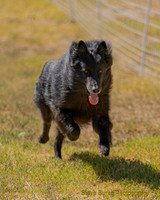 Fast Cat Woodland Sept 25-9148