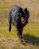 Fast Cat Woodland Sept 25-9149