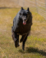 Fast Cat Woodland Sept 25-9144