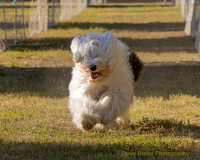 Fast Cat Woodland Sept 25-7321