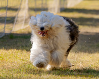 Fast Cat Woodland Sept 25-7677