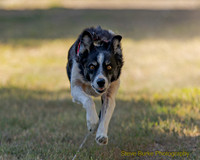 Fast Cat Woodland Sept 25-8372