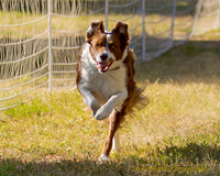 Fast Cat Woodland Sept 25-7639