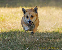 Fast Cat Woodland Sept 25-7202