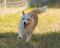 Portuguese Podengo