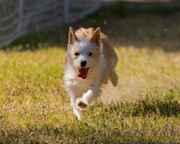 Fast Cat Woodland Sept 25-7714