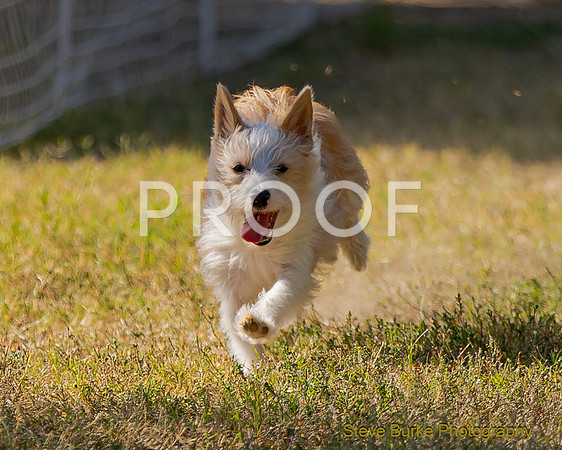 Fast Cat Woodland Sept 25-7714