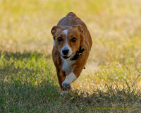 Fast Cat Woodland Sept 25-8935