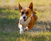 Fast Cat Woodland Sept 25-8952