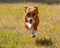 Fast Cat Woodland Sept 25-9178