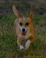 Portuguese Podengo Pequeno