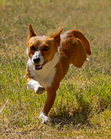 Fast Cat Woodland Sept 25-9200
