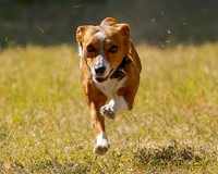 Fast Cat Woodland Sept 25-8930