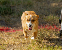 Fast Cat Woodland Sept 25-7120