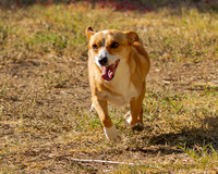 Fast Cat Woodland Sept 25-7403