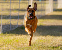Rhodesian Ridgeback