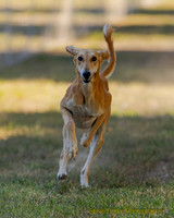 Saluki