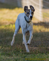 Fast Cat Woodland Sept 25-7481