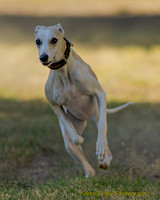 Whippet