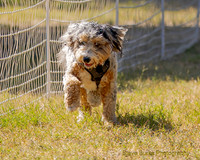Fast Cat Woodland Sept 25-8710