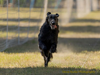 Fast Cat Woodland Sept 25-8179