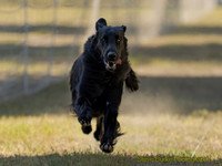 Fast Cat Woodland Sept 25-8180