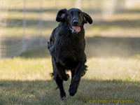 Fast Cat Woodland Sept 25-8183