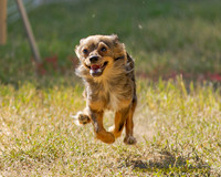 Fast Cat Woodland Sept 25-8573