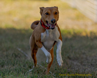 Basenji