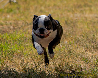 Fast Cat Woodland Sept 25-9066