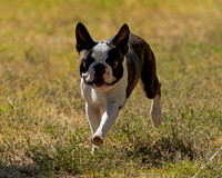 Fast Cat Woodland Sept 25-9035