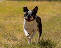 Fast Cat Woodland Sept 25-9034