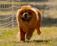 Chow Chow
