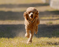 Poodle