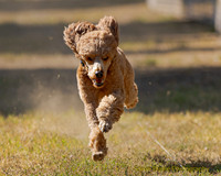 Fast Cat Woodland Sept 25-8457
