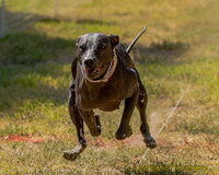 Fast Cat Woodland Sept 25-9011