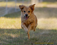 Fast Cat Woodland Sept 25-8044