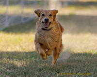 Fast Cat Woodland Sept 25-8043