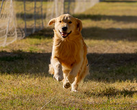Fast Cat Woodland Sept 25-7362