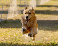 Fast Cat Woodland Sept 25-7368