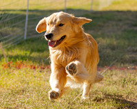 Fast Cat Woodland Sept 25-7371
