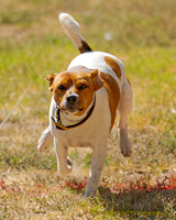 Fast Cat Woodland Sept 25-9133