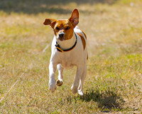 Jack Russell