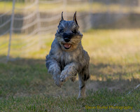 Fast Cat Woodland Sept 25-8740
