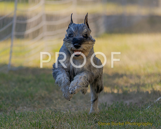 Fast Cat Woodland Sept 25-8740