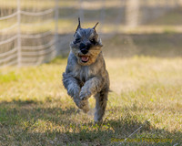 Fast Cat Woodland Sept 25-8736
